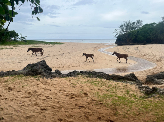 Ecotrax Fiji-辛加东卡必去景点