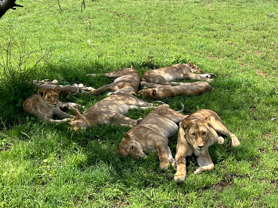 Serengeti Smile-阿鲁沙必去景点