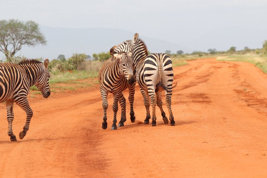 Malik Safari-马林地必去景点
