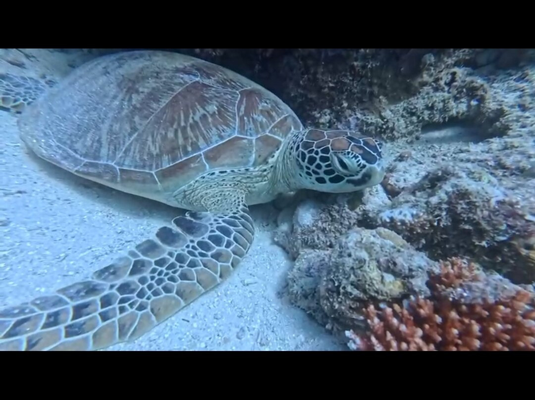 Dugong Dive Center-San Jose必去景点