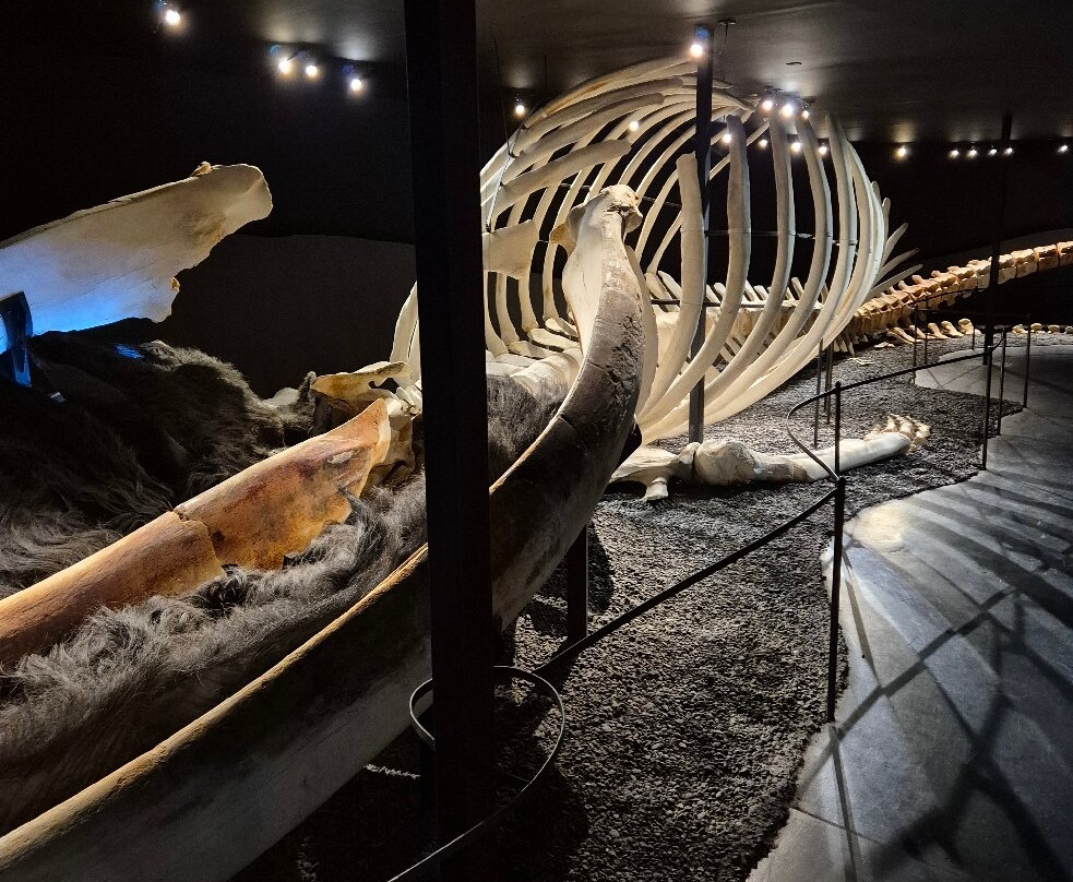 胡萨维克鲸博物馆-胡萨维克必去景点