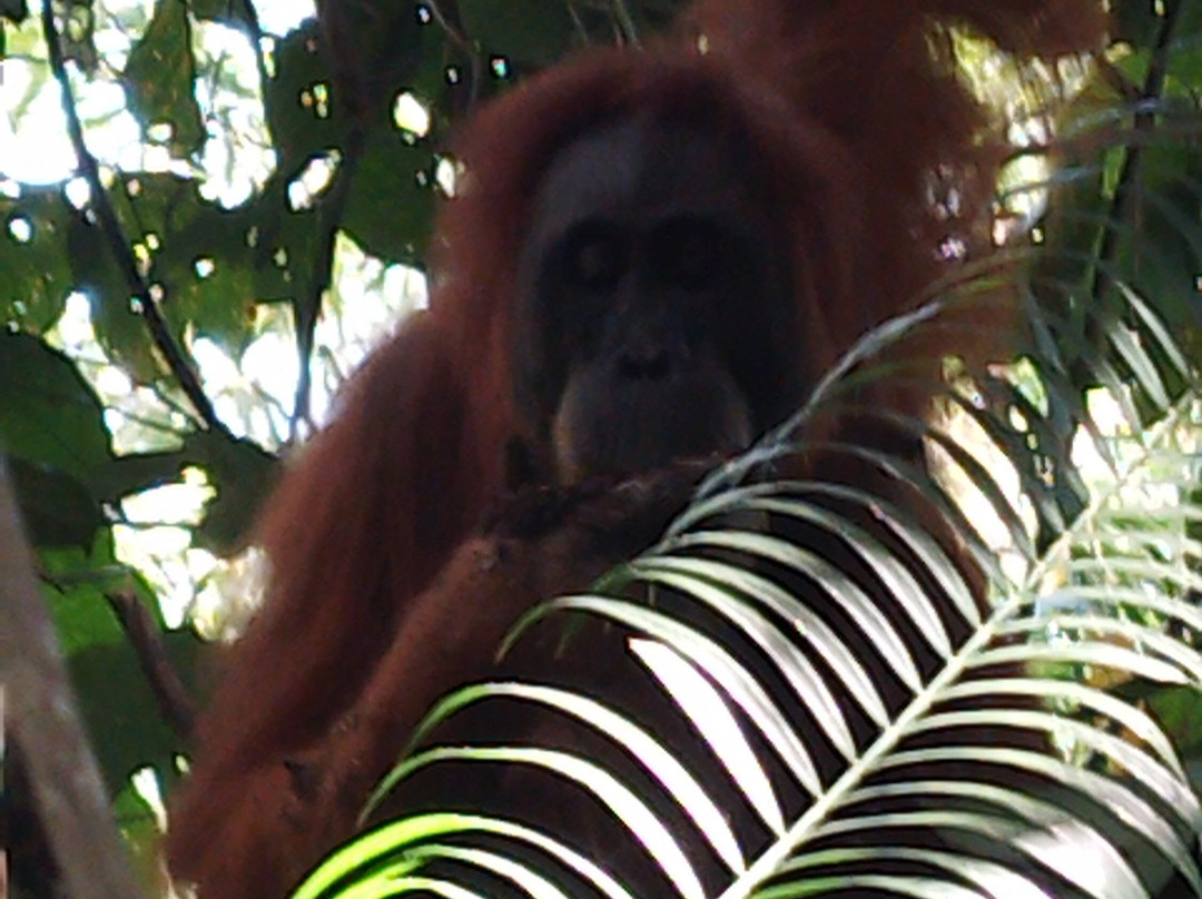 Sumatra Orangutan Tours-武吉拉旺必去景点