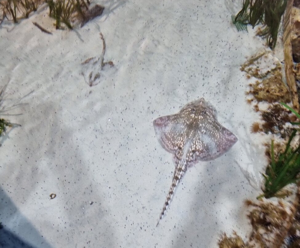 Acquario Di Livorno-里窝那必去景点