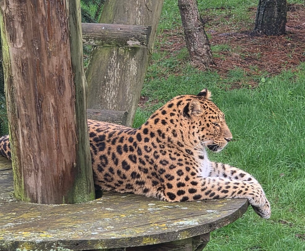 Yorkshire Wildlife Park-Auckley必去景点