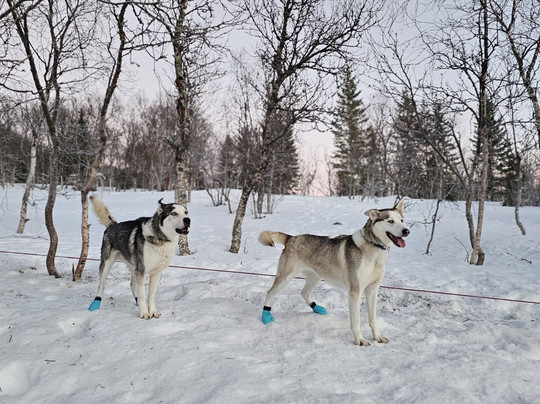Kvaløya Husky-特罗姆瑟必去景点