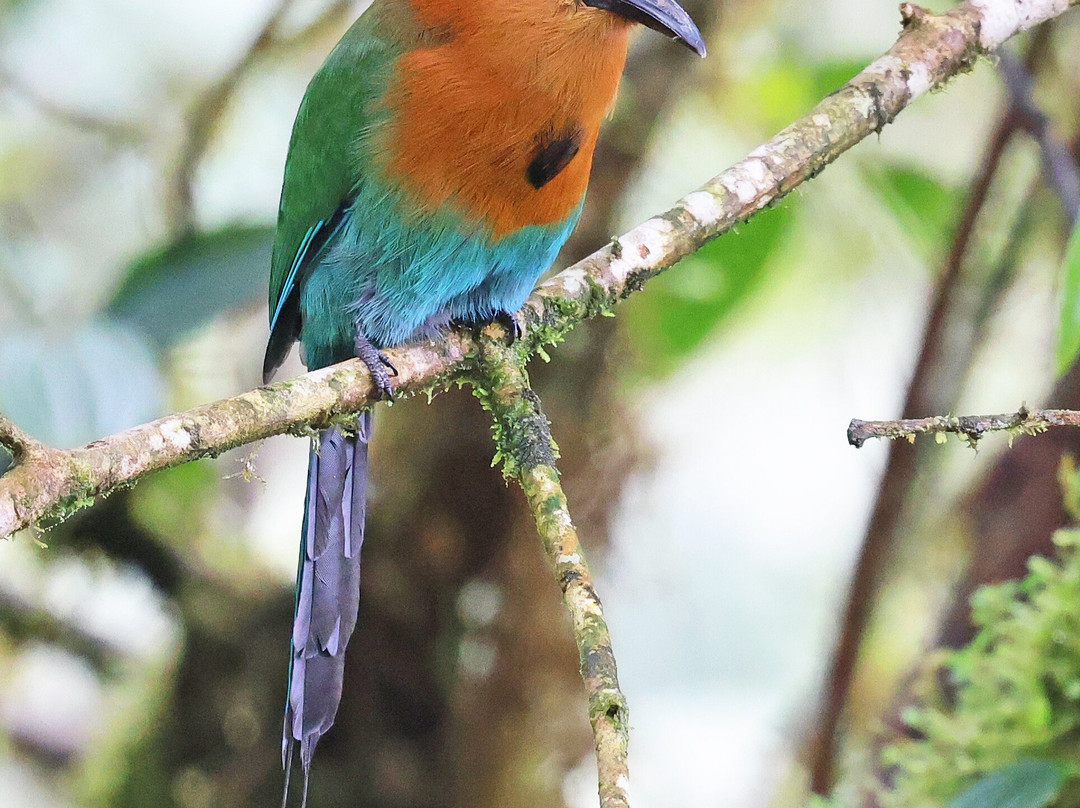 Ecuador Birds Tours-基多必去景点
