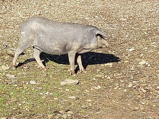 Eiriz Jamones & Embutidos De Bellota-Corteconcepcion必去景点