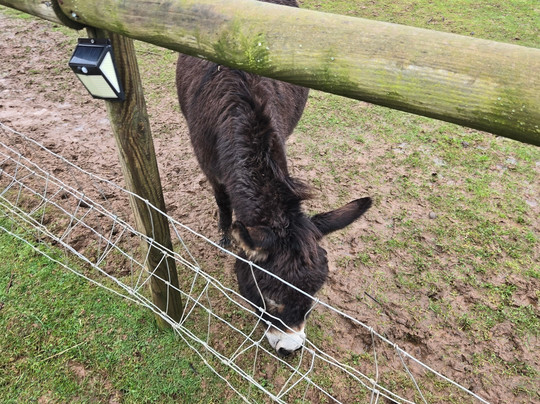 Lucky Tails Alpaca Farm-Atherstone必去景点