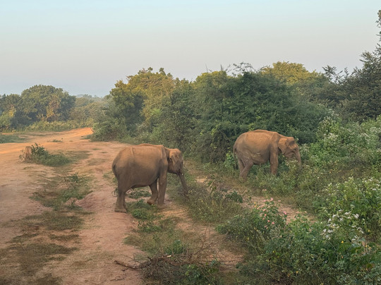 Udawalawe Safari Jeep With Guides-乌达瓦拉维国家公园必去景点