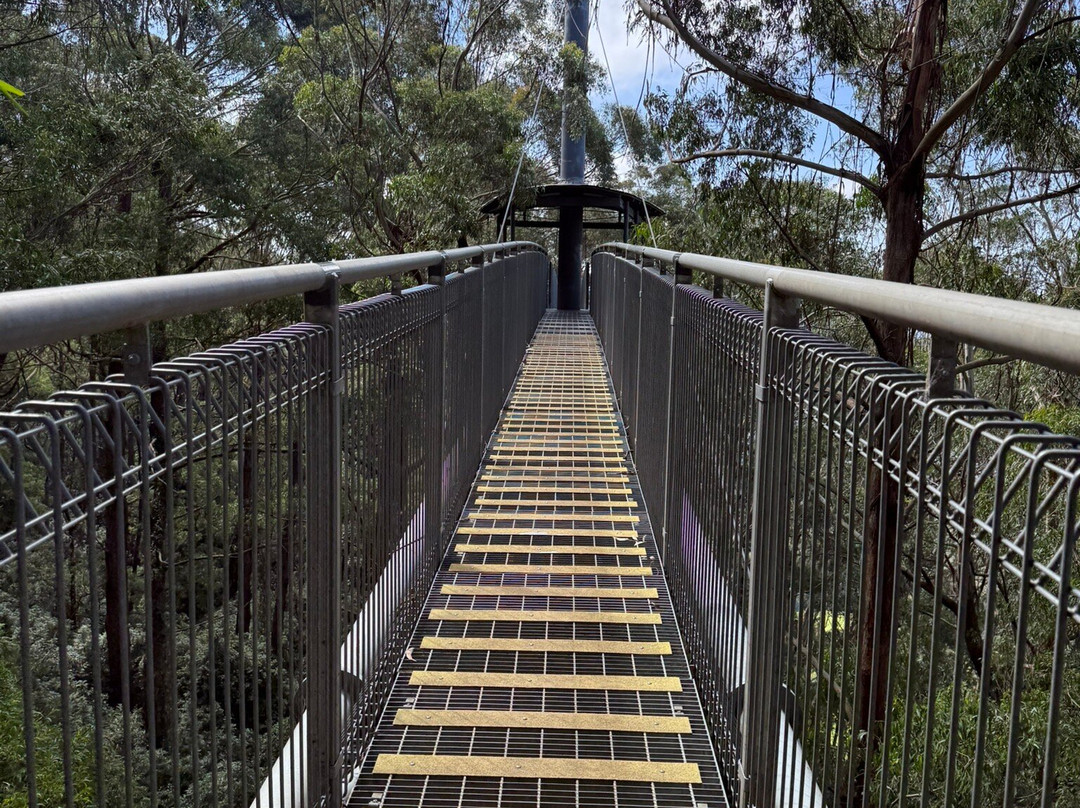 Illawarra Fly Treetop Walk-Knights Hill必去景点