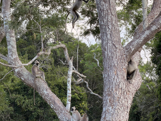Yala Lahiru Safari-蒂瑟默哈拉默必去景点