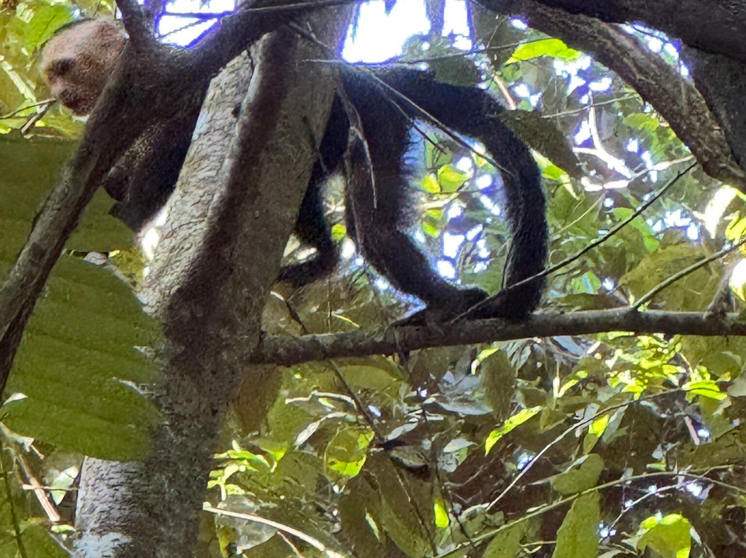 Corcovado National Park-Carate必去景点