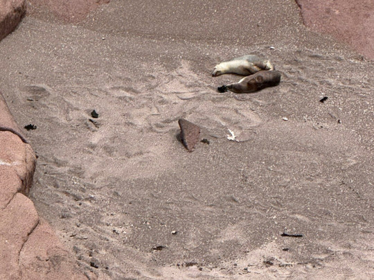 Point Labatt Conservation Park-Streaky Bay必去景点