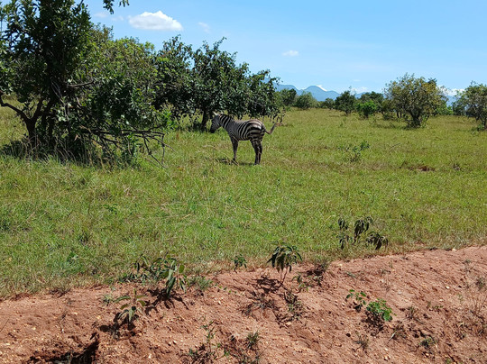Kidepo Valley National Park-Kaabong必去景点