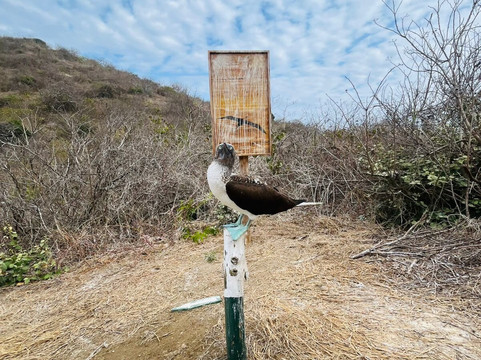 Isla de la Plata-Puerto Lopez必去景点