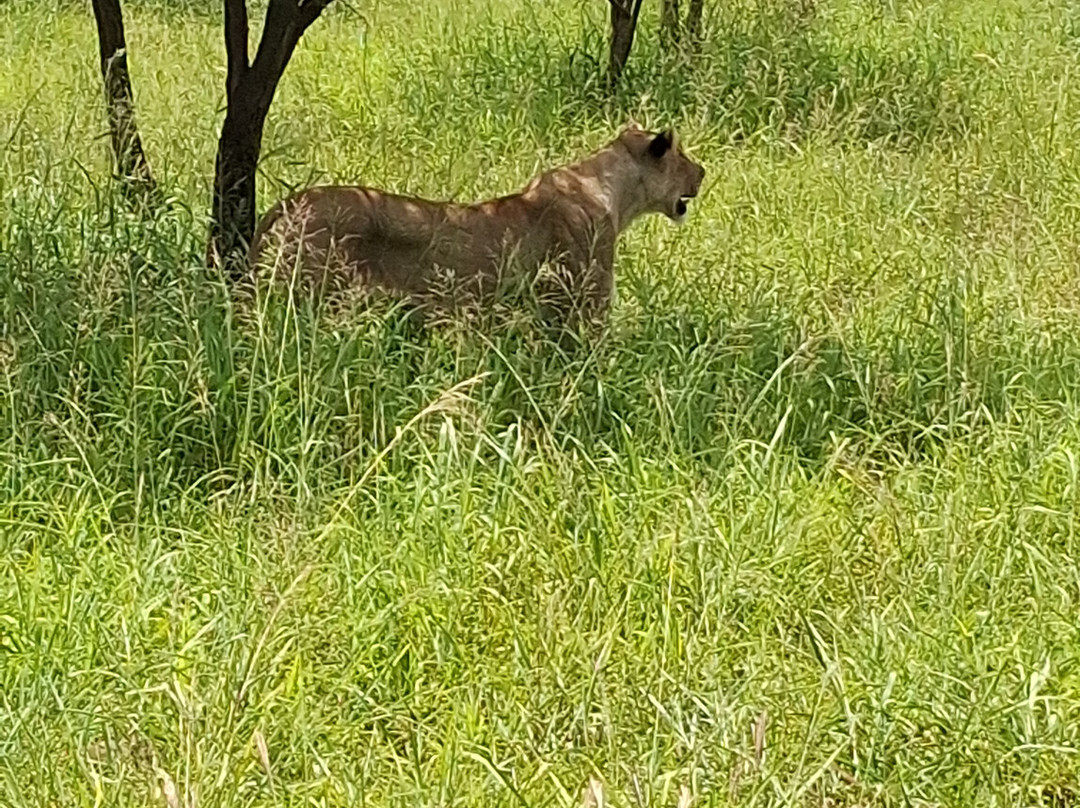 Zulu Safaris-德班必去景点
