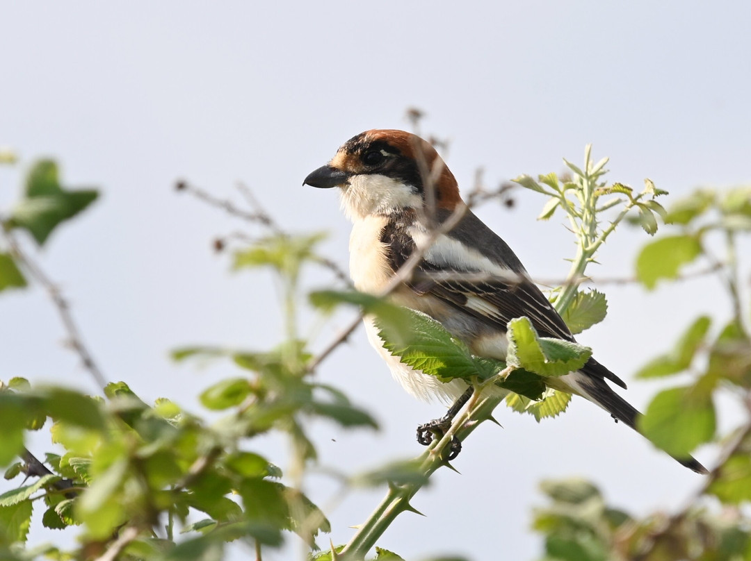 Lesvos Birdwatching (by Eleni)-Agia Paraskevi必去景点