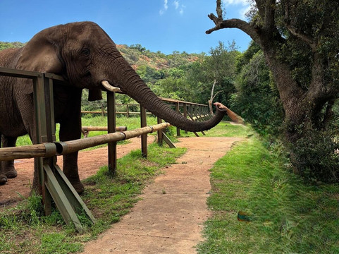 Elephant Sanctuary Hartbeesport Dam-哈特比斯普特必去景点
