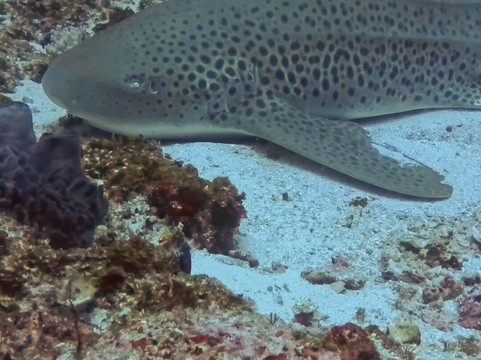 SAFARI, DRIVE & DIVE TOURS-Inhambane必去景点