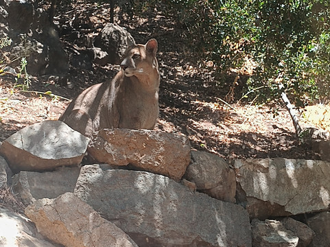 Refugio Animal Cascada-圣若泽迈坡必去景点
