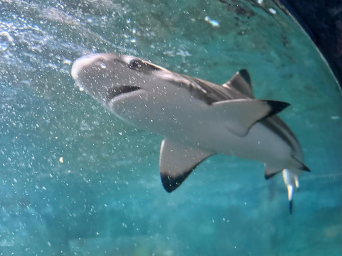 Ahungalla Sea Turtles Conservation And Research Center-亚洪加拉必去景点