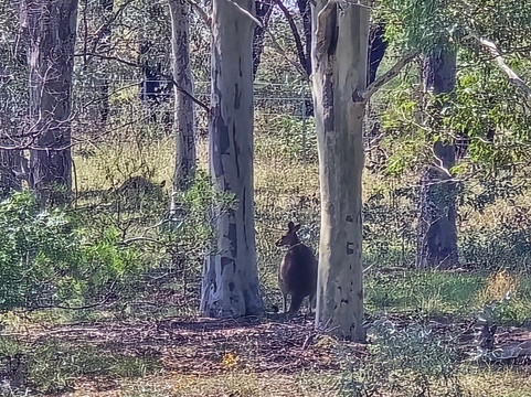 Ernest Hill Wines-Nulkaba必去景点