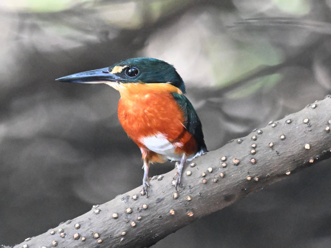 Nariva Swamp-特立尼达必去景点