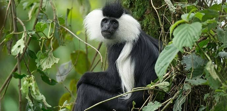 Nyungwe National Park - Rwanda-Western Province必去景点