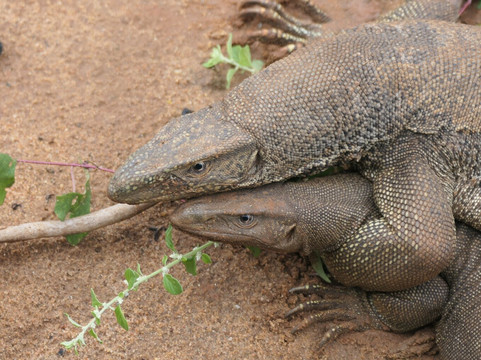 Ceylon Safari Tours-蒂瑟默哈拉默必去景点