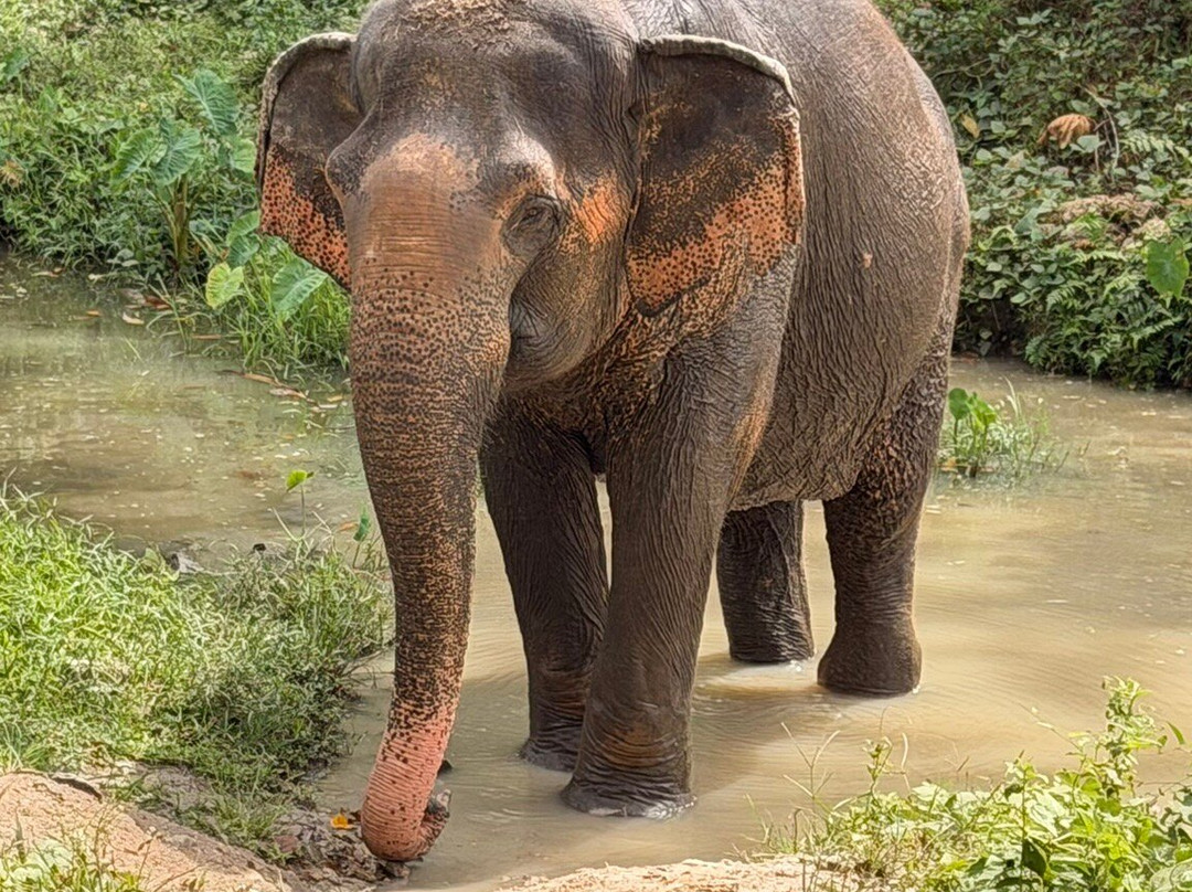 Phuket Elephant Sanctuary-普吉岛必去景点