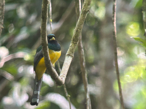 Birding Pipeline Panama-甘博阿必去景点