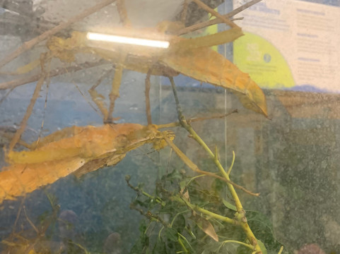 The Bug Parc-Lenwade必去景点