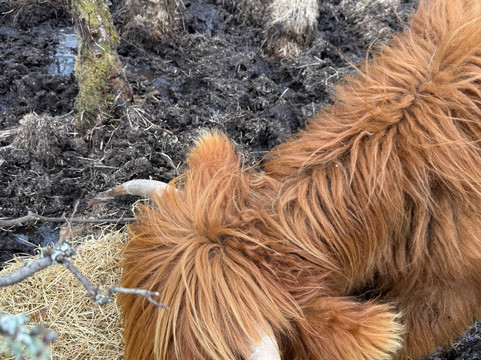 Highland Titles Nature Reserve-Duror必去景点