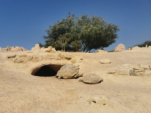 Crocoparc-阿加迪尔必去景点