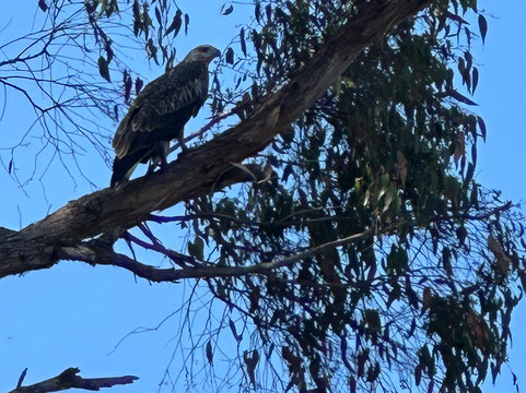 Leven River Cruises-Ulverstone必去景点