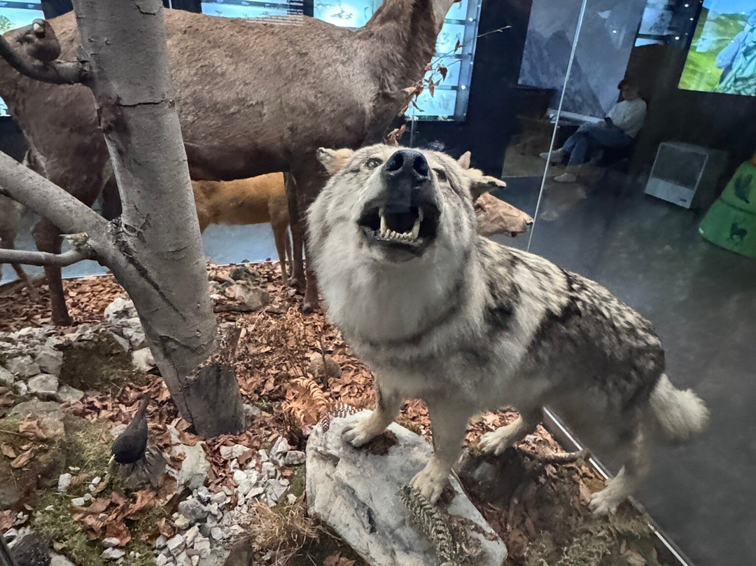 Muzeum Tatrzańskie im. Dra Tytusa Chałubińskiego-扎科帕内必去景点
