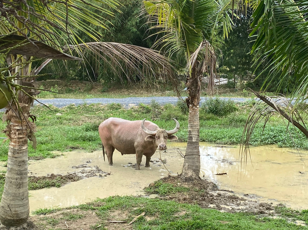 Old Phuket Farm-Thep Krasattri必去景点