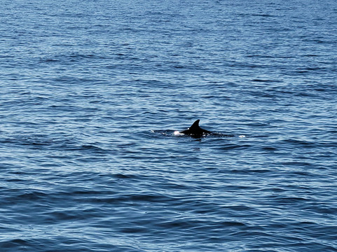 Samara Deep Sea Fishing And Lodge-萨玛拉滩必去景点