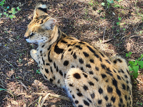 Daniell Cheetah Project-Kirkwood必去景点