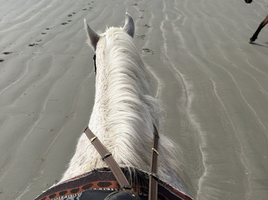 Seabrook Island Equestrian Center-Seabrook Island必去景点