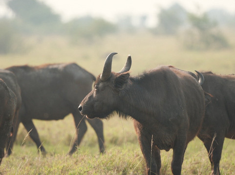 Kajie Safaris-坎帕拉必去景点