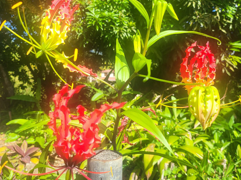 Paroisse De Balata-法兰西堡必去景点