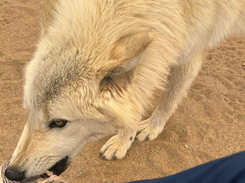 Sedona Wolf Sanctuary-Rimrock必去景点