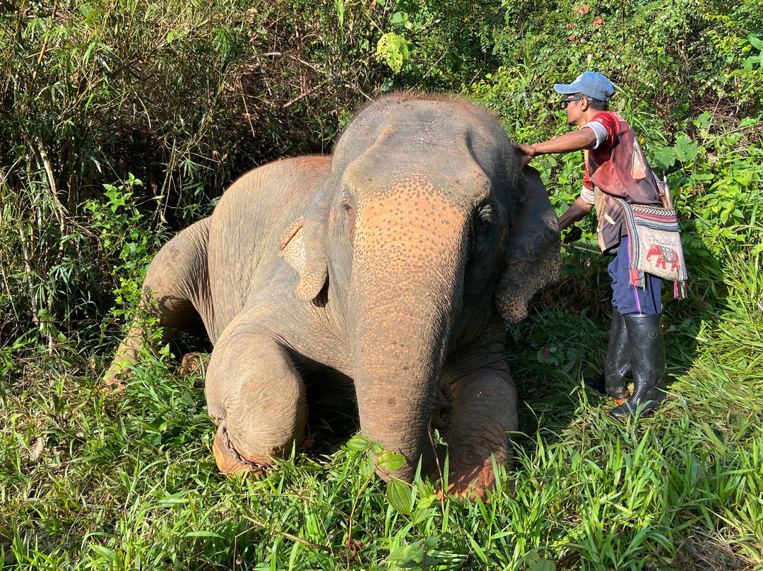 Phang Nga Elephant Park-攀牙必去景点