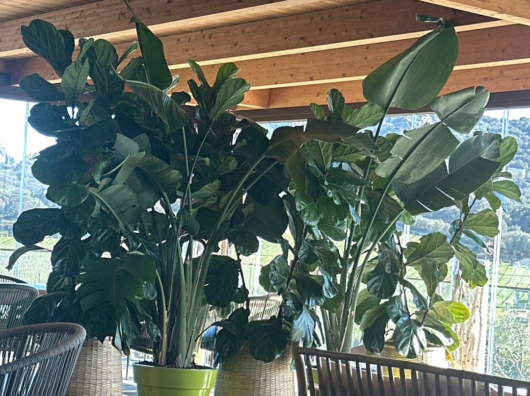 Vigne Surrau-奥尔比亚必去景点