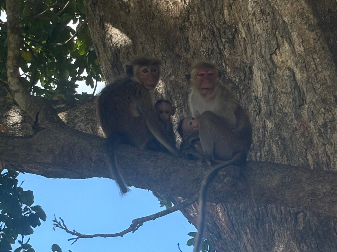 Manu Tours & Travels-亚洪加拉必去景点