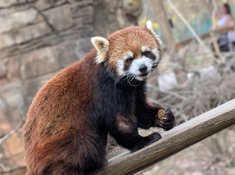 哥伦布动物园-Powell必去景点