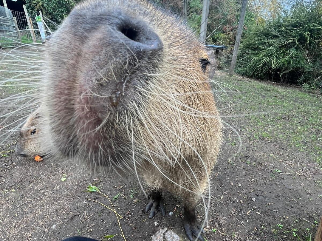 Greenacres Animal Park-Deeside必去景点