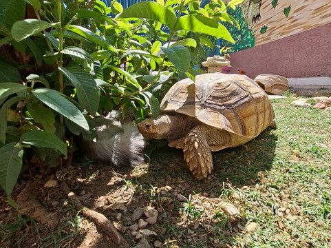 ACE - Animal Care in Egypt-卢克索必去景点