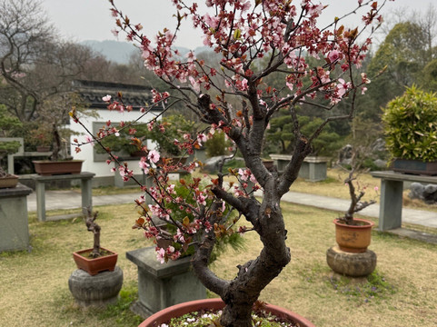 杭州植物园-杭州市必去景点